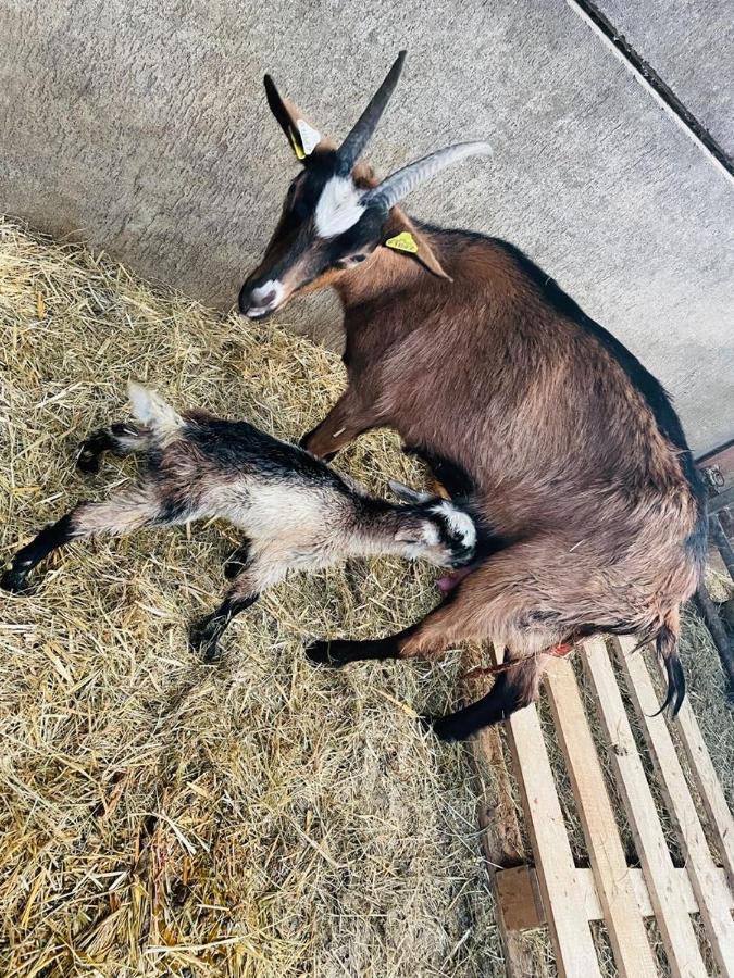 Kota A La Ferme Hotel Beaufort-en-Argonne Eksteriør billede