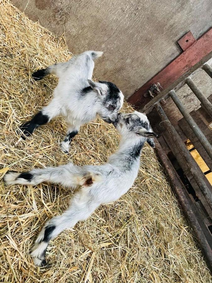 Kota A La Ferme Hotel Beaufort-en-Argonne Eksteriør billede